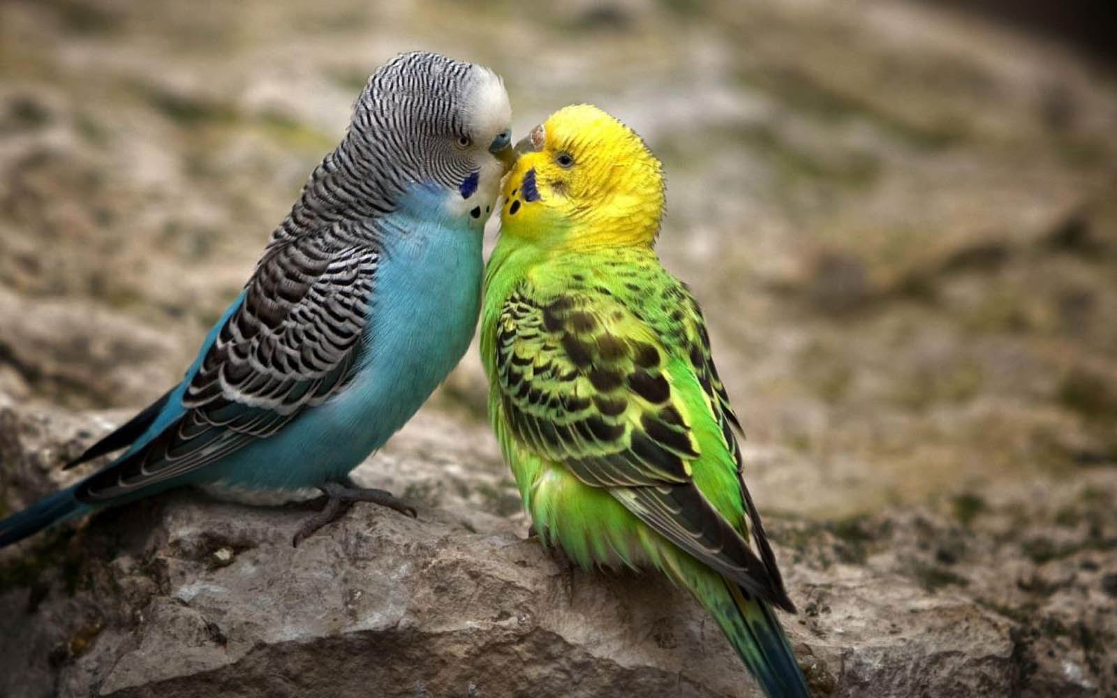 Bird Wallpaper DecoratorsBest